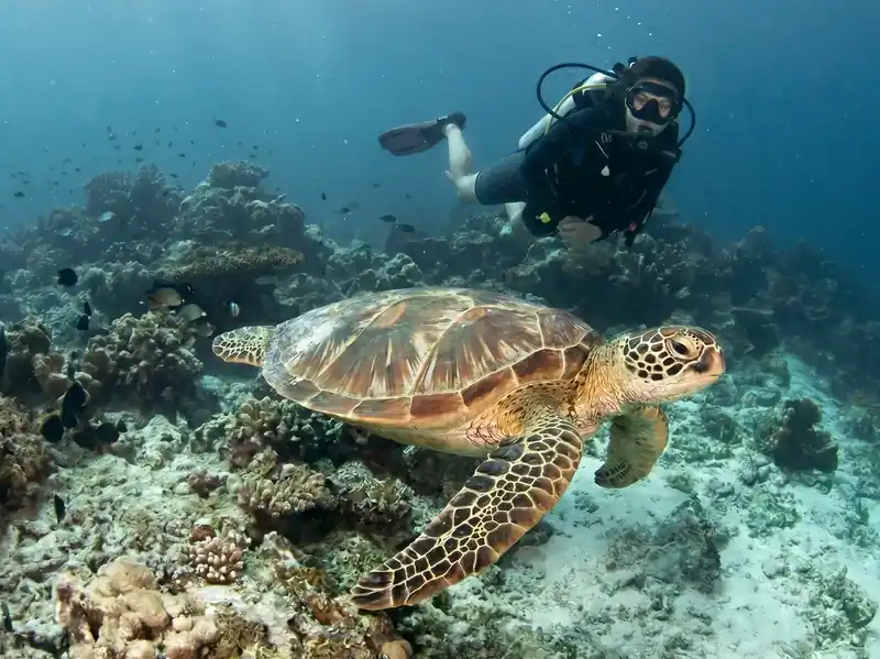 Scuba diving Sipadan Island to see huge schools of fish with Turtle Seaweed Resort