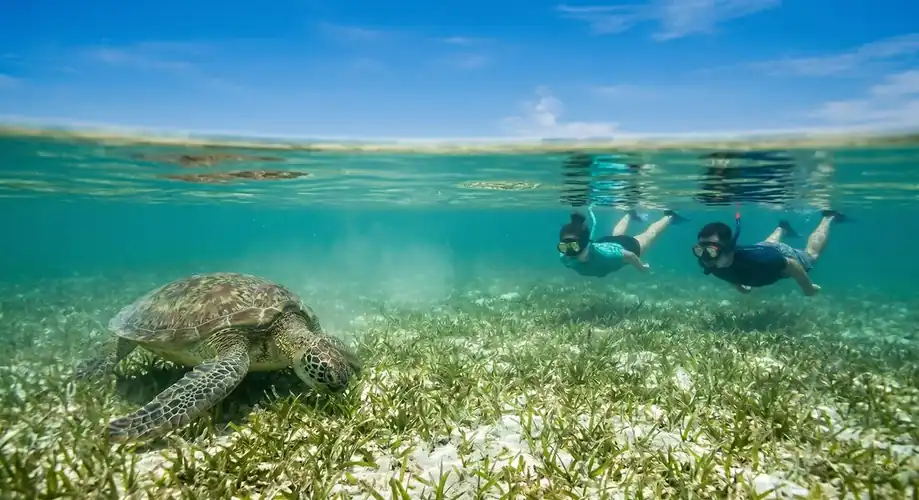 Snorkelling to see sea turtles in the Semporna Islands with Turtle Seaweed Resort
